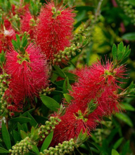 Callistemon viminalis 'Masotti Mini Red'